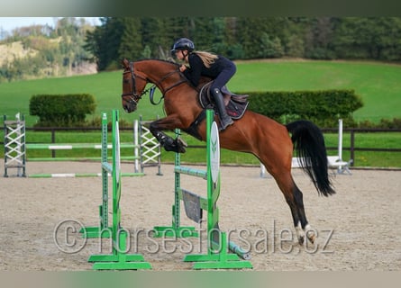 Holsteiner, Stute, 7 Jahre, 163 cm, Brauner