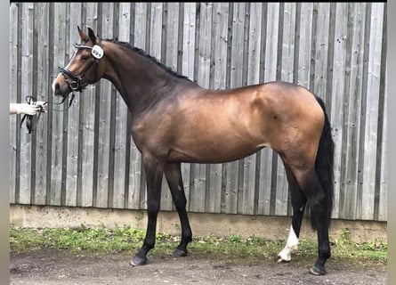 Holsteiner, Stute, 7 Jahre, 165 cm, Dunkelbrauner