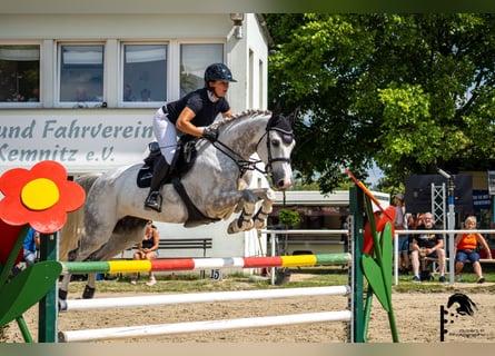 Holsteiner, Stute, 7 Jahre, 166 cm, Schimmel