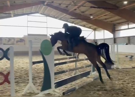 Holsteiner, Stute, 7 Jahre, 167 cm, Brauner