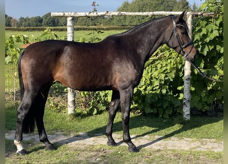 Holsteiner, Stute, 7 Jahre, 167 cm, Dunkelbrauner