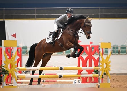 Holsteiner, Stute, 7 Jahre, 168 cm, Brauner