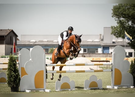 Holsteiner, Stute, 7 Jahre, 168 cm, Brauner