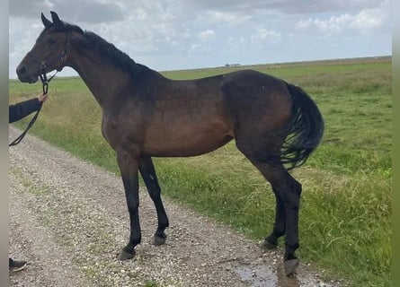 Holsteiner, Stute, 7 Jahre, 168 cm, Brauner