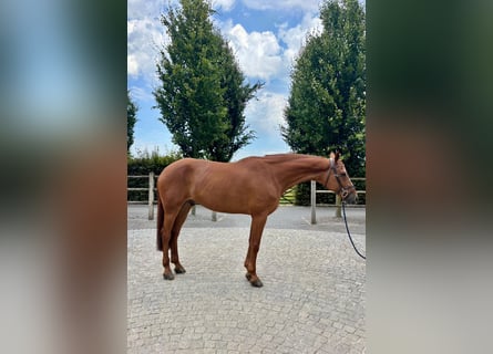 Holsteiner, Stute, 7 Jahre, 168 cm, Dunkelfuchs