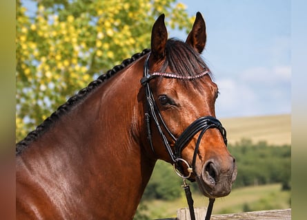Holsteiner, Stute, 7 Jahre, 168 cm, Schwarzbrauner