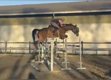 Holsteiner, Stute, 7 Jahre, 170 cm, Brauner