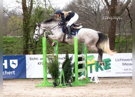 Holsteiner, Stute, 7 Jahre, 170 cm, Schimmel
