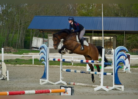 Holsteiner, Stute, 7 Jahre, 172 cm, Brauner