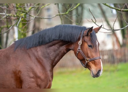 Holsteiner, Stute, 7 Jahre, 172 cm