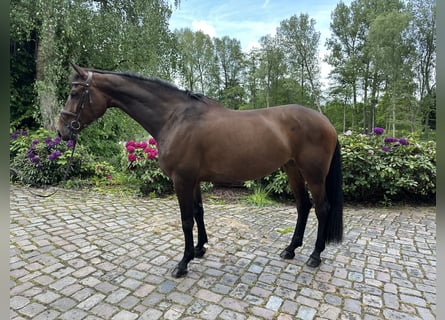 Holsteiner, Stute, 7 Jahre, 174 cm, Brauner