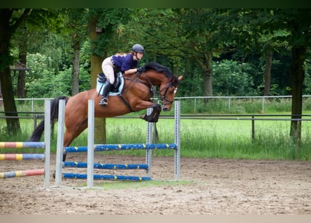 Holsteiner, Stute, 8 Jahre, 163 cm, Brauner