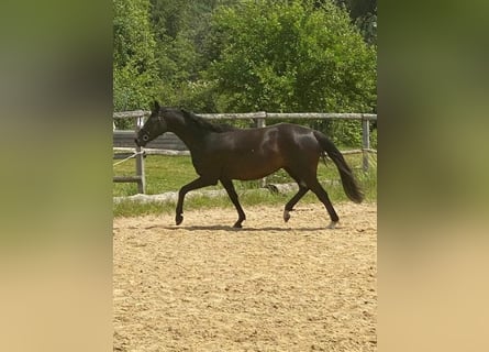 Holsteiner, Stute, 8 Jahre, 163 cm, Rappe
