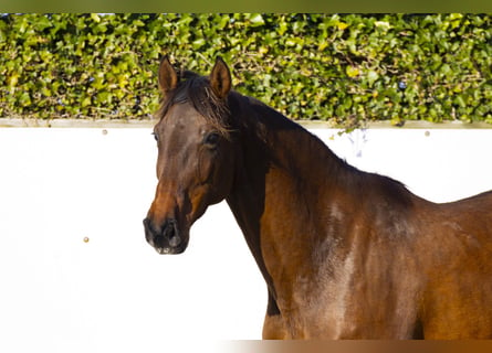 Holsteiner, Stute, 8 Jahre, 166 cm, Brauner