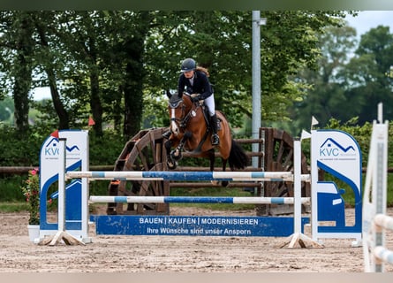 Holsteiner, Stute, 8 Jahre, 166 cm