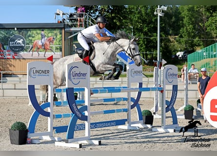 Holsteiner, Stute, 8 Jahre, 167 cm, Apfelschimmel