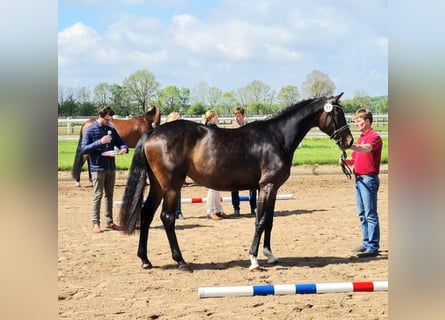 Holsteiner, Stute, 8 Jahre, 167 cm, Dunkelbrauner