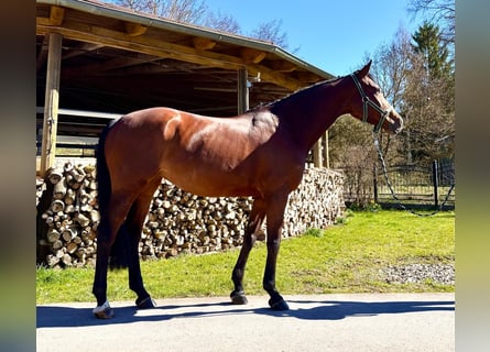 Holsteiner, Stute, 8 Jahre, 168 cm, Brauner