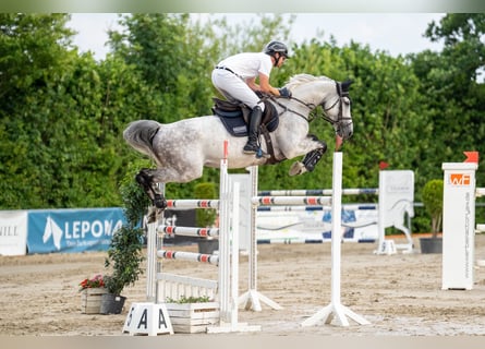 Holsteiner, Stute, 8 Jahre, 168 cm, Schimmel