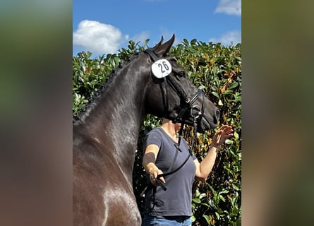 Holsteiner, Stute, 8 Jahre, 169 cm, Schwarzbrauner