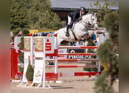 Holsteiner, Stute, 8 Jahre, 170 cm, Schimmel