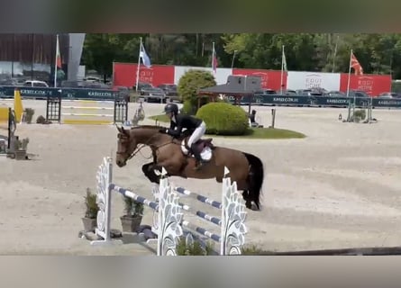 Holsteiner, Stute, 8 Jahre, 173 cm