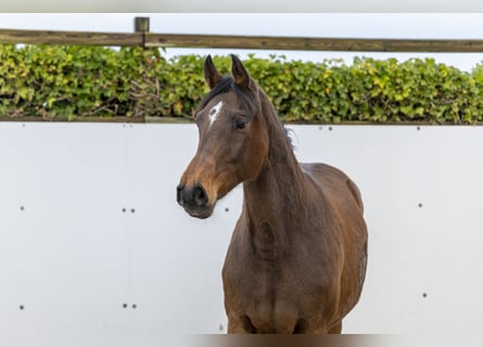 Holsteiner, Stute, 9 Jahre, 166 cm, Brauner