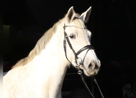 Holsteiner, Stute, 9 Jahre, 167 cm, Schimmel