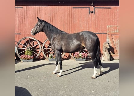 Holsteiner, Stute, 9 Jahre, 169 cm, Dunkelbrauner