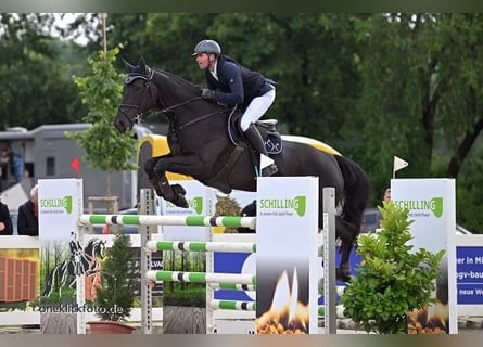 Holsteiner, Stute, 9 Jahre, 171 cm, Rappe
