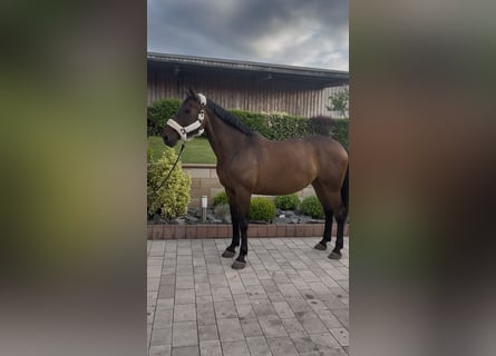 Holsteiner, Stute, 9 Jahre, 173 cm, Brauner