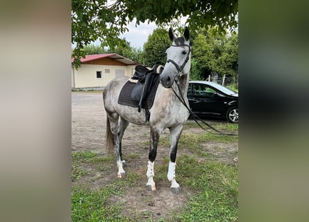 Holsteiner, Stute, 9 Jahre