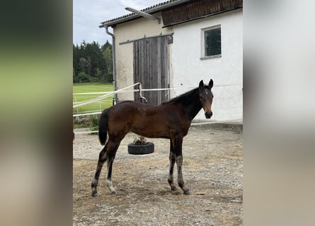 Holsteiner, Stute, Fohlen (03/2025), 172 cm, Brauner