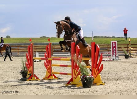 Holsteiner, Valack, 14 år, 172 cm, Mörkbrun