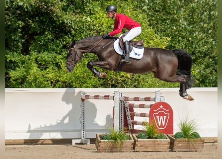 Holsteiner, Valack, 5 år, 170 cm, Rökfärgad svart