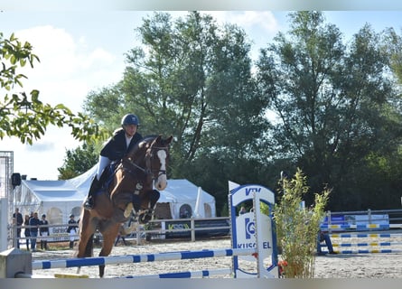 Holsteiner, Wallach, 6 Jahre, 170 cm, Brauner