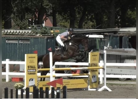 Holsteiner, Wallach, 10 Jahre, 166 cm, Dunkelbrauner