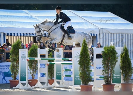 Holsteiner, Wallach, 10 Jahre, 170 cm, Schimmel