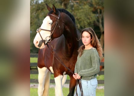 Holsteiner, Wallach, 10 Jahre, 170 cm, Tobiano-alle-Farben