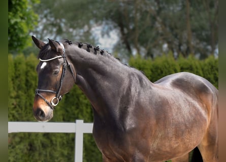 Holsteiner, Wallach, 10 Jahre, 172 cm, Dunkelbrauner
