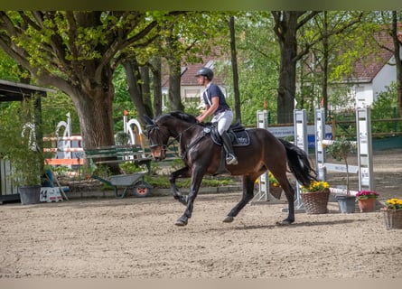 Holsteiner, Wallach, 10 Jahre, 172 cm, Dunkelbrauner