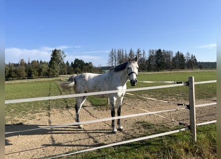 Holsteiner, Wallach, 10 Jahre, 172 cm, Schimmel