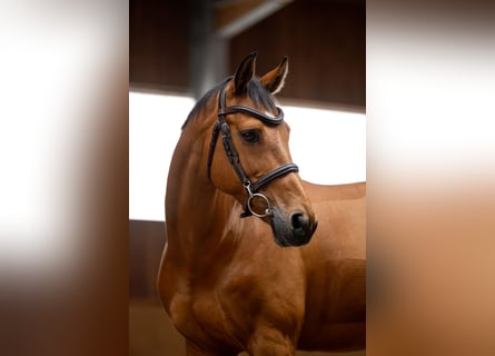 Holsteiner, Wallach, 11 Jahre, 164 cm, Rotbrauner