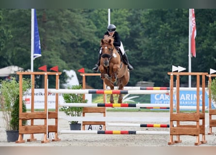 Holsteiner, Wallach, 11 Jahre, 170 cm, Fuchs