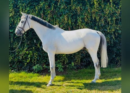 Holsteiner, Wallach, 11 Jahre, 170 cm, Schimmel Holsteiner, Wallach, 11 Jahre, 170 cm, Schimmel