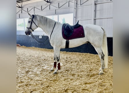 Holsteiner Mix, Wallach, 11 Jahre, 174 cm, Schimmel