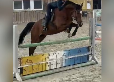 Holsteiner, Wallach, 11 Jahre, 175 cm, Brauner