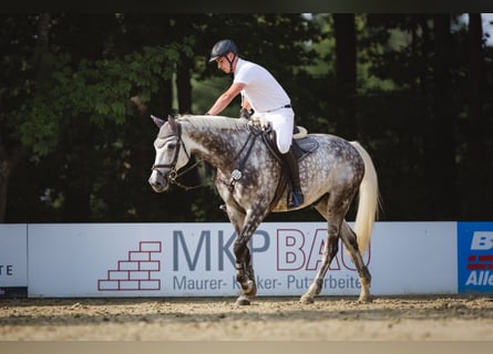 Holsteiner, Wallach, 11 Jahre, 175 cm, Schimmel