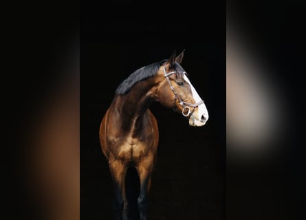 Holsteiner, Wallach, 11 Jahre, 183 cm, Dunkelbrauner