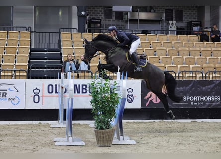 Holsteiner, Wallach, 12 Jahre, 168 cm, Schwarzbrauner